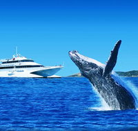 Tangalooma Island Resort Premium Dolphin Feeding Day Cruise with Whale Watching - C Tourism