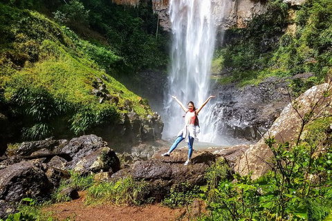 Springbrook Full Day Tour - C Tourism 10
