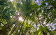 Springbrook Full Day Tour - thumb 11