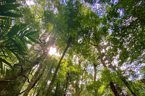 Springbrook Full Day Tour - C Tourism 11