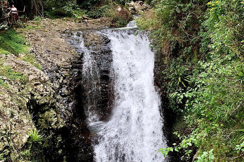 Springbrook Full Day Tour - C Tourism 4