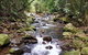Springbrook Full Day Tour - thumb 5