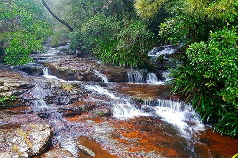 Springbrook Full Day Tour - C Tourism 13