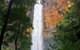 Springbrook Full Day Tour - thumb 8