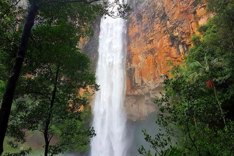 Springbrook Full Day Tour - C Tourism 8