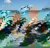 Ocean Spirit Michaelmas Cay Dive and Snorkel Cruise from Palm Cove - C Tourism