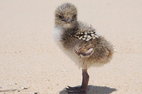 Ocean Spirit Michaelmas Cay Dive And Snorkel Cruise From Palm Cove - C Tourism 6