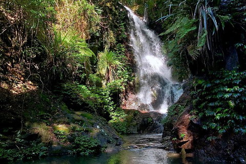 Lamington Day Tour - C Tourism 10