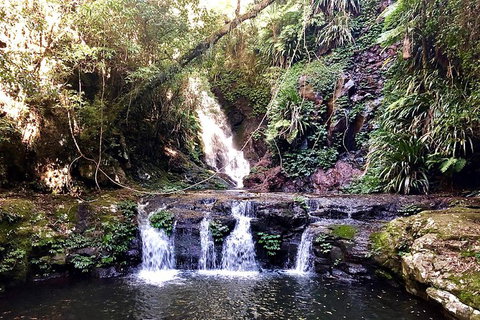 Lamington Day Tour - C Tourism 8