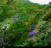 Tamborine Mountain Daily Service Treetop Challenge and Thunderbird Park - C Tourism