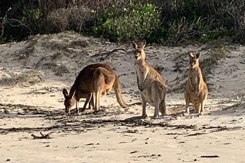 Bribie Island Boat And 4x4 Beach Tour - C Tourism 9