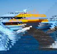 Spirit of Hervey Bay Whale Watching Cruise - C Tourism