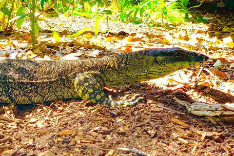 Small-Group 4WD Springbrook National Park Day Trip From Brisbane - C Tourism 4