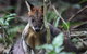 Small-Group 4WD Springbrook National Park Day Trip From Brisbane - thumb 8