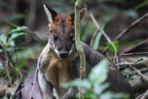Small-Group 4WD Springbrook National Park Day Trip From Brisbane - C Tourism 8