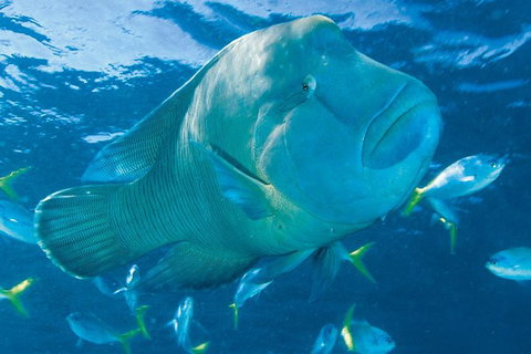 Whitehaven Beach And Hill Inlet Lookout Full-Day Snorkeling Cruise By High-Speed Catamaran - C Tourism 4