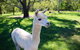 Half Day Animal Tour - thumb 0