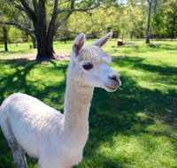 Half Day Animal Tour - C Tourism
