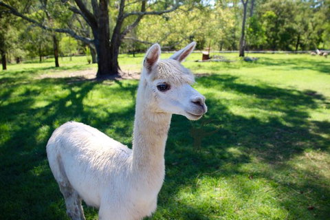 Half Day Animal Tour - C Tourism 2