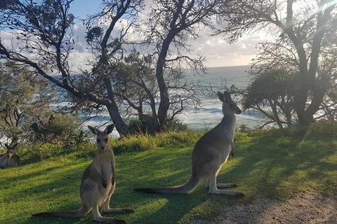 Full-Day Tour To North Stradbroke Island From Brisbane - C Tourism 1