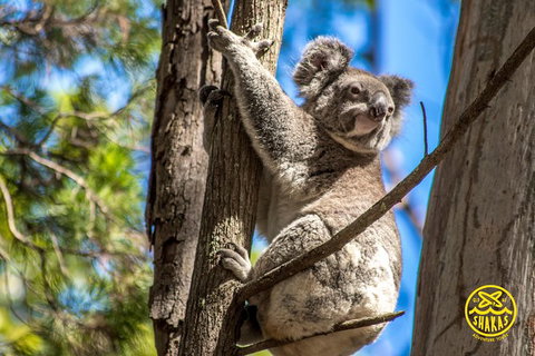 Full-Day Tour To North Stradbroke Island From Brisbane - C Tourism 8
