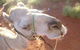 Uluru Small-Group Tour By Camel At Sunrise Or Sunset - thumb 10