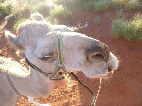Uluru Small-Group Tour By Camel At Sunrise Or Sunset - C Tourism 10