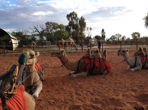 Uluru Small-Group Tour By Camel At Sunrise Or Sunset - C Tourism 24