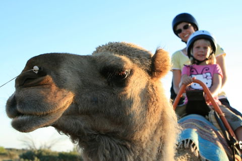Uluru Small-Group Tour By Camel At Sunrise Or Sunset - C Tourism 3