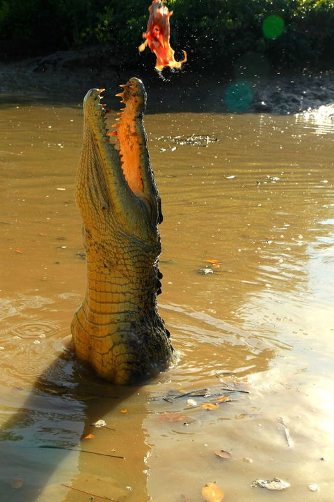 Litchfield And Jumping Crocodiles Full Day Trip From Darwin - C Tourism 7