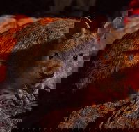 Alice Springs Desert Park Nocturnal Tour - C Tourism