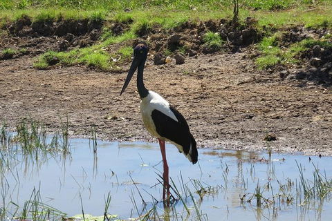 Darwin To Kakadu Day Trip By Air Including Yellow Water Cruise - C Tourism 12