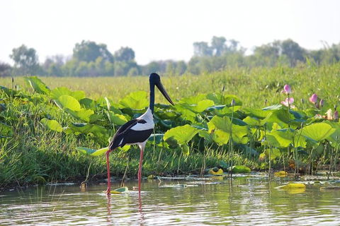 Mary River Wetlands Helicopter And Airboat Adventure From Darwin - C Tourism 4
