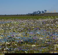 230pm Safari Cruise 1.5 Hours - C Tourism