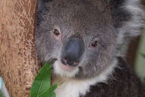 All Inclusive Blue Mountains Small-Group Day Trip From Sydney - C Tourism 1