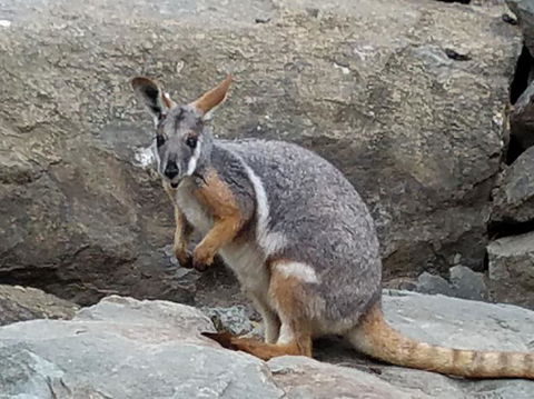 All Inclusive Blue Mountains Small-Group Day Trip From Sydney - C Tourism 4