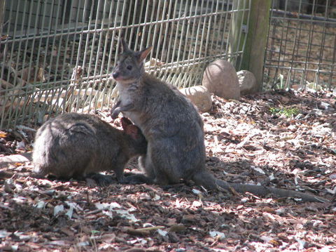 All Inclusive Blue Mountains Small-Group Day Trip From Sydney - C Tourism 19