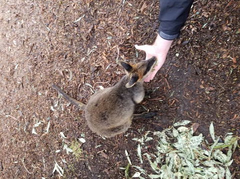 All Inclusive Blue Mountains Small-Group Day Trip From Sydney - C Tourism 21