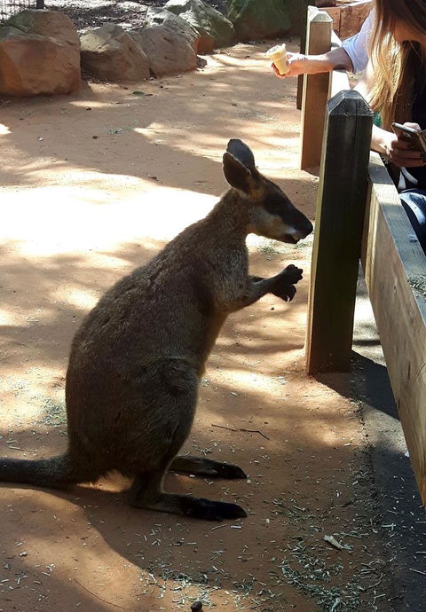 All Inclusive Blue Mountains Small-Group Day Trip From Sydney - C Tourism 25