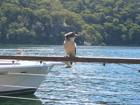 Lunch At Cottage Point Inn By Seaplane From Sydney - C Tourism 12