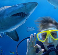 Shark Dive Xtreme at SEA LIFE Sydney Aquarium - C Tourism