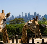 Sydney Taronga Zoo General Entry Ticket - C Tourism