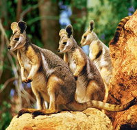 Sydney Harbour Hop On Hop Off Cruise with Taronga Zoo entry - C Tourism