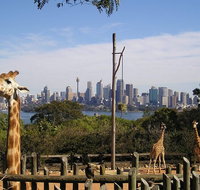 Sydney Taronga Zoo's Australian Animals Tour - C Tourism