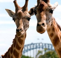 Sydney Harbour Ferry with Taronga Zoo Entry Ticket - C Tourism