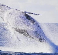 Whale Watching Sailing Experience in Sydney - C Tourism