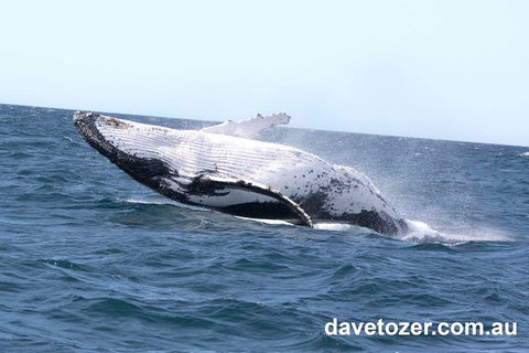Whale Watching Sailing Experience In Sydney - C Tourism 9
