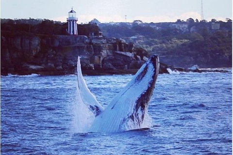 Whale Watching Sailing Experience In Sydney - C Tourism 6