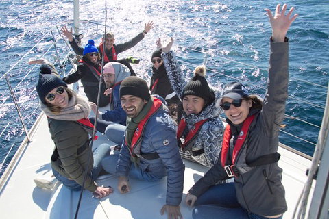 Whale Watching Sailing Experience In Sydney - C Tourism 7