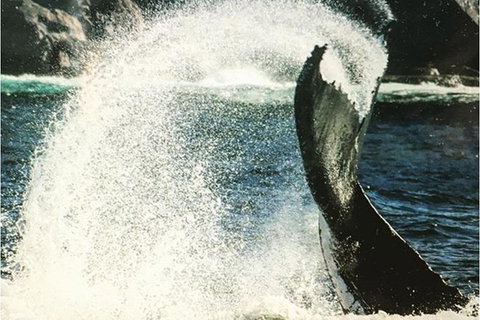 Whale Watching Sailing Experience In Sydney - C Tourism 4